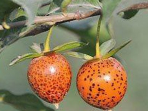 �����Ӹ��Ĺ�Ч���� �����Ӹ��γ�����Ѫ