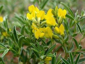 ��ɳ��Ĺ�Ч���� ��ɳ���η�ʪ�Թؽ���