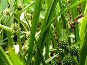 ������Ĺ�Ч���� ����������֢������