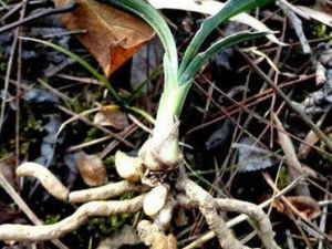 ��Ƥ���Ĺ�Ч���� ��Ƥ����Ƣ��θ�����̾�