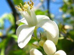 ��̴��Ĺ�Ч���� ��̴�����ظ���ʹ����