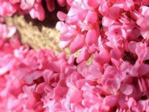 �屶����Ĺ�Ч���� �屶�������ʺ���