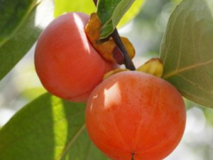 �ڷ���ʧ����ʲô�� Ů�˳Ի�ɫˮ���ĺô�