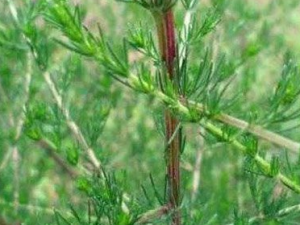 ����Ĺ�Ч���� �����ι�������