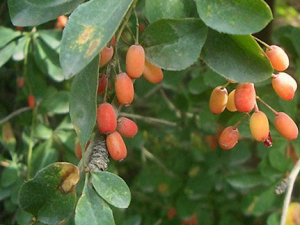 �ڹ�С�޵Ĺ�Ч���� �ڹ�С������ʪ��������