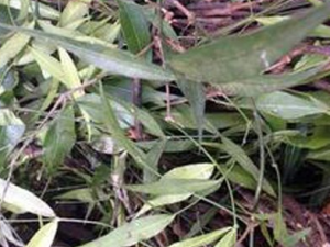 �ڹ�ͷ�Ĺ�Ч���� �ڹ�ͷ�η�ʪ�Թؽ���