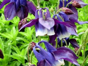 ���༬���Ĺ�Ч���� ���༬�������Ŷ�ҽ����������