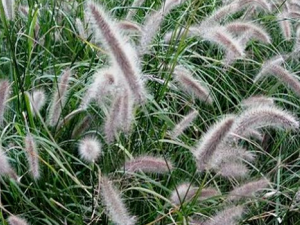 ��β�ͲݵĹ�Ч������ ��β�Ͳݿ���Ŀ���