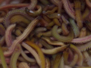 �̳�Ĺ�Ч���� �̳�ůθ����