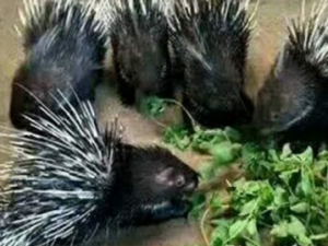 ������Ĺ�Ч���� �������δ�㲻��