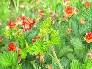 ޶��Ĺ�Ч���� ޶������Ѫ������