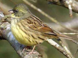 ��ȸ�Ĺ�Ч���� ��ȸ�ⶾ�����ξ��ж�