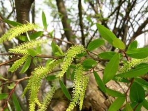 ����Ҷ�Ĺ�Ч���� ����Ҷɢ����ʪ�λ����͸���