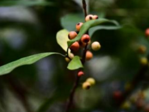 ���ǲ�Ĺ�Ч������ ���ǲ�����߱�Ӹͷ��