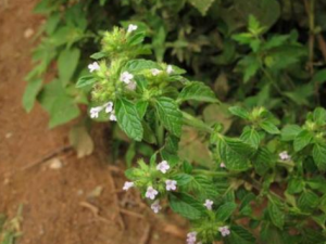 ��Ѫ���Ĺ�Ч������ ��Ѫ�������ȸ�ð����