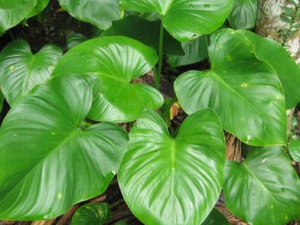 ǧ�꽡���ڷ�ʪ��ʹ ǧ�꽡�Ĺ�Ч����