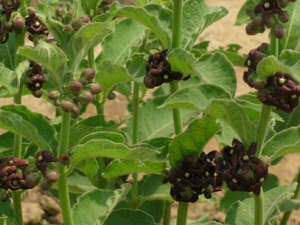 �����ӵĹ�Ч������ �������������ǿ�ĵ�����