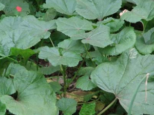 �����ӵĹ�Ч���� ���������ʺ���ʹ