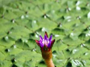 ��ͷ�׵Ĺ�Ч���� ��ͷ���������龫�ز���