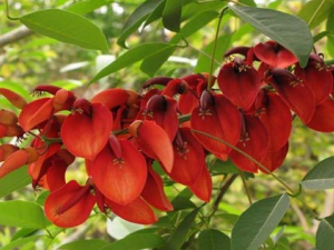 ��ͩƤ�Ĺ�Ч������ ��ͩƤ�η�ʪ������ʹ