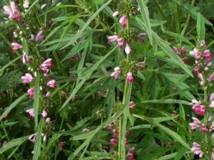 ��ε�ӵĹ�Ч������ ��ε���ܳ�����ȥ��Ĥ