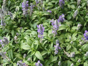 �ϲݵĹ�Ч������ �ϲ�����͸������