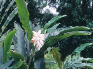 �����ӵĹ�Ч���� �����ӽ�θ������