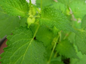 ޽��Ĺ�Ч������ ޽���ȥ��ֹк