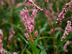 ޤӲݵĹЧ ޤӲδ׽ȶ