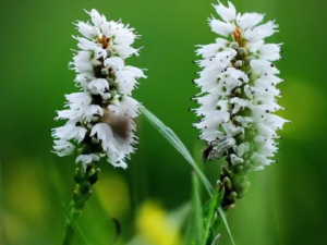 ��ѿޤ�Ĺ�Ч���� ��ѿޤֹк��θ��θ��