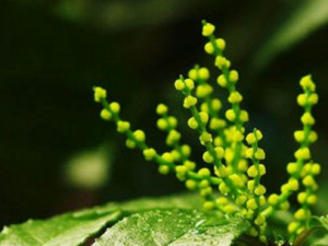 �������Ĺ�Ч���� �������θ�ð����