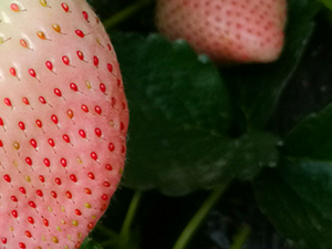 �ײ�ݮ�Ĺ�Ч���� �ײ�ݮ�η��ȿ���