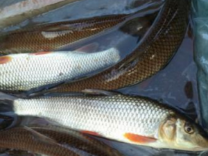 �ش���Ĺ�Ч���� �ش�����ʮ��������ʹ