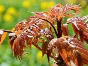 �����ʲô�� �����ʲô�ɱ���