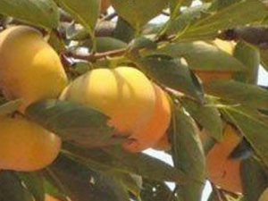 ������Ҷ�Ĺ�Ч���� ������Ҷ�γ�����Ѫ