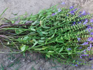 ���ŲݵĹ�Ч���� ���Ų�����������