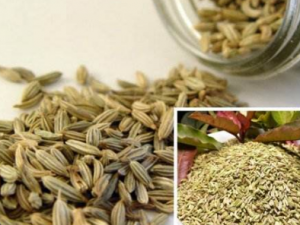 С�����ҩ��ƫ�� С����Ĺ�Ч