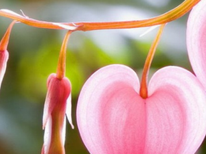 �ɰ�ĵ�����Ĺ�Ч���� �ɰ�ĵ������ɢѪ������