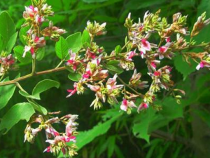 ��Ѫ���Ĺ�Ч���� ��Ѫ��������