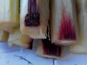 �Ӽ���ʳʱ�Ľ��� ��α�����ʳ������ʳ���ж�