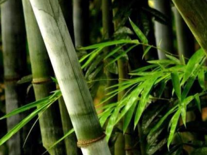 ���Ӹ�����Щ��Ч���� ���Ӹ�����������