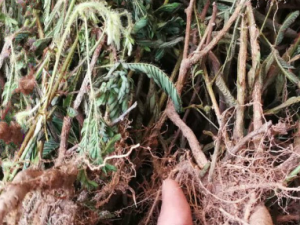 ���߲ݸ��Ĺ�Ч���� ���߲ݸ��η�ʪʹ