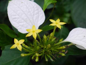 ��Ҷ�𻨵�ҩ�ü�ֵ ��Ҷ�𻨵Ĺ�Ч����