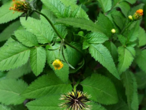 �ܹ���Ѫѹ��ƫ������Щ һ����������