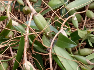 ����Ҷ�Ĺ�Ч���� ����Ҷ����ֹʹ�ην��