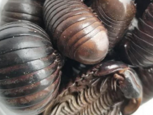 ��ɽ��Ĺ�Ч���� ��ɽ�������Ѫ����ɢ��