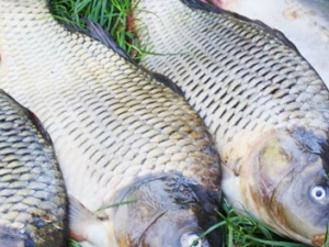 ����ҩ��ƫ�� ������Զ������