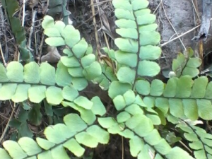 ��̳���Ĺ�Ч���� ��̳����ֹʹ�����κ������