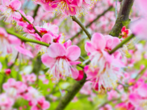 ֦�����Ĺ�Ч���� ֦�������ɢ���θ�ð����