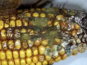 ���˷�ùʳ������Щ���غ��